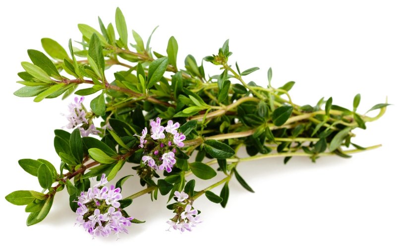 CО2 экстракт Чабреца (Тимьяна) водорастворимый